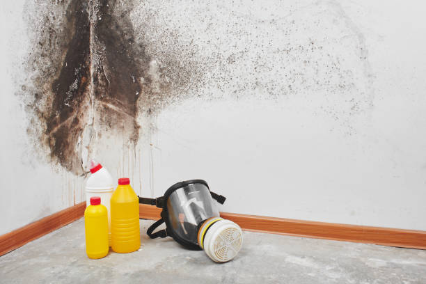 Best White Mold Remediation in King, NC